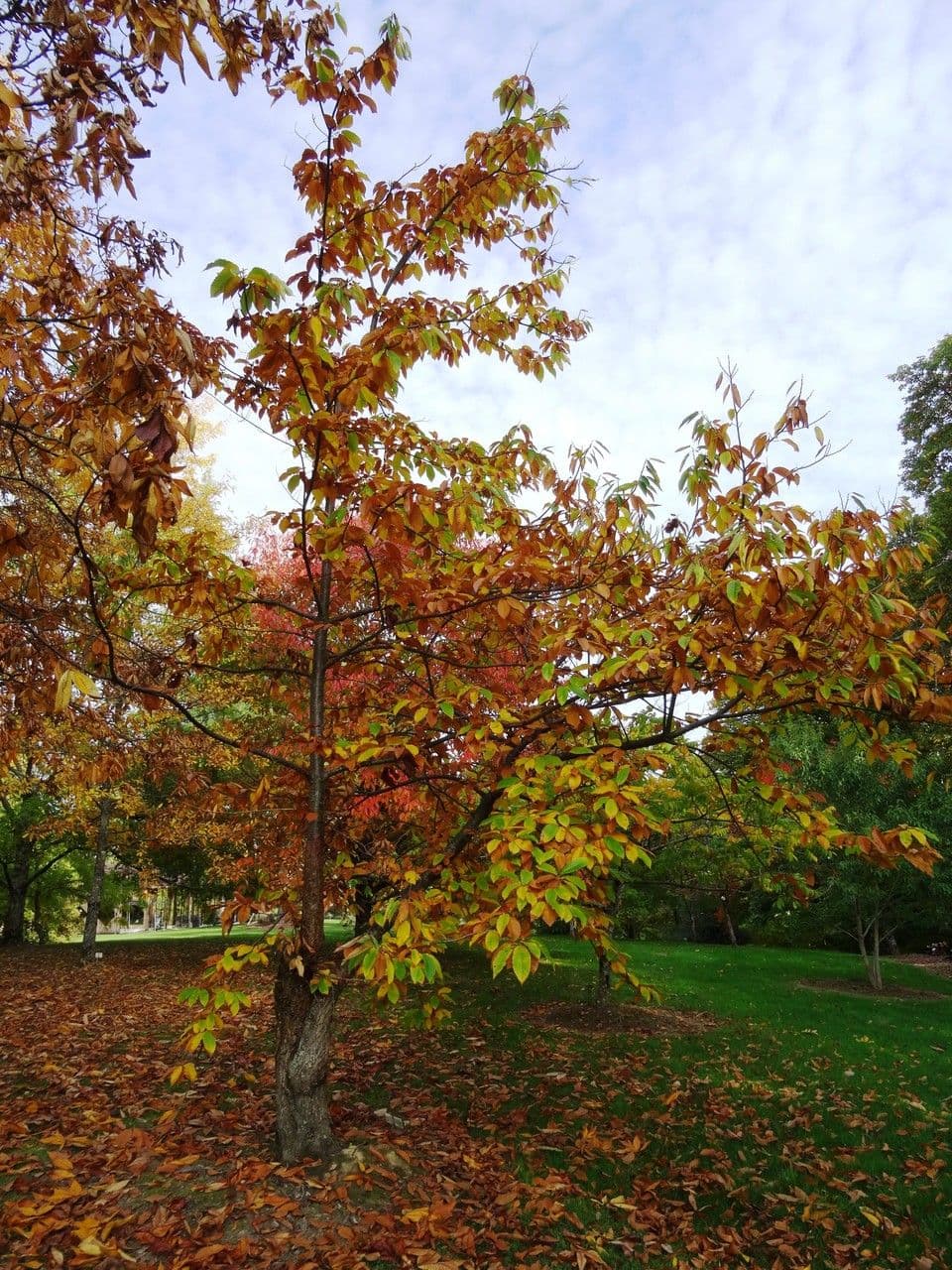 Japanese chestnut