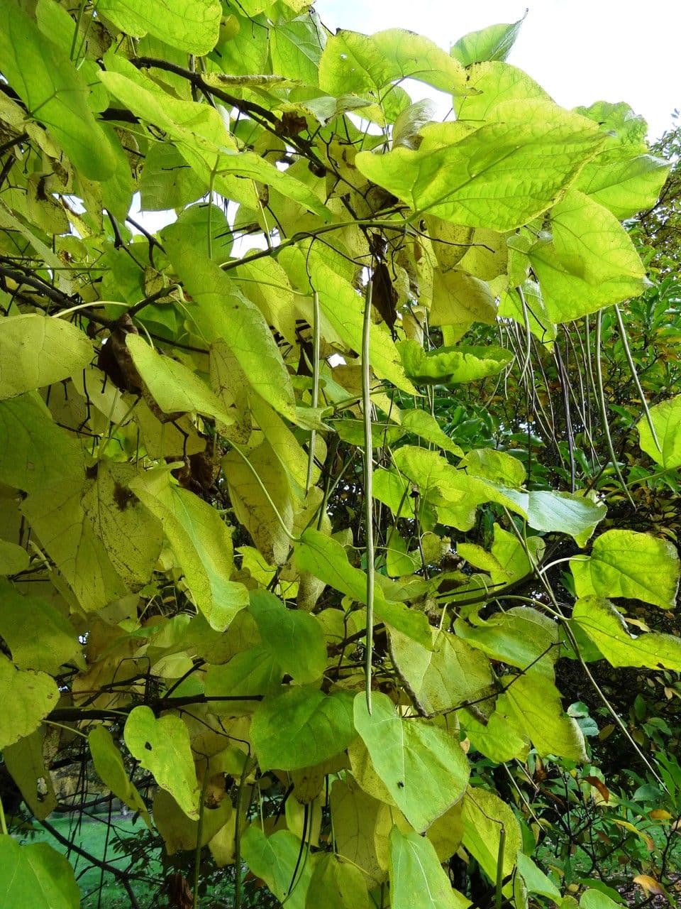 Chinese catalpa 15