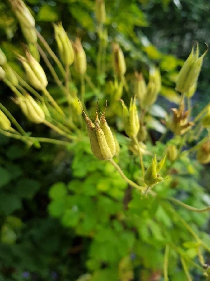 European columbine 3