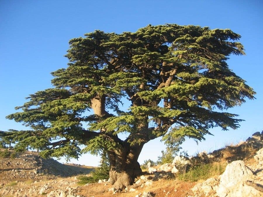 Cedar of lebanon 15