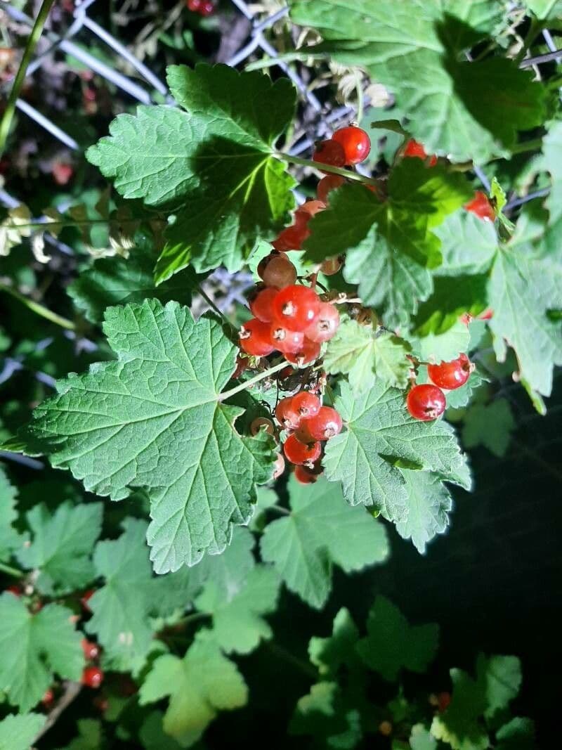 Garden currant 3