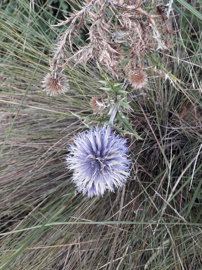 Globe thistle 9