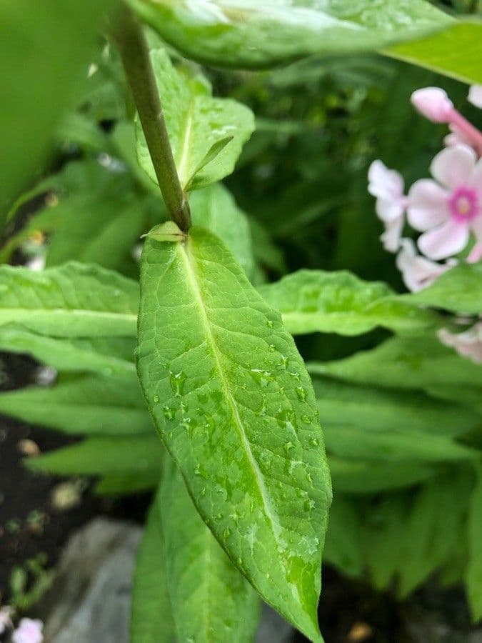 Garden phlox 18