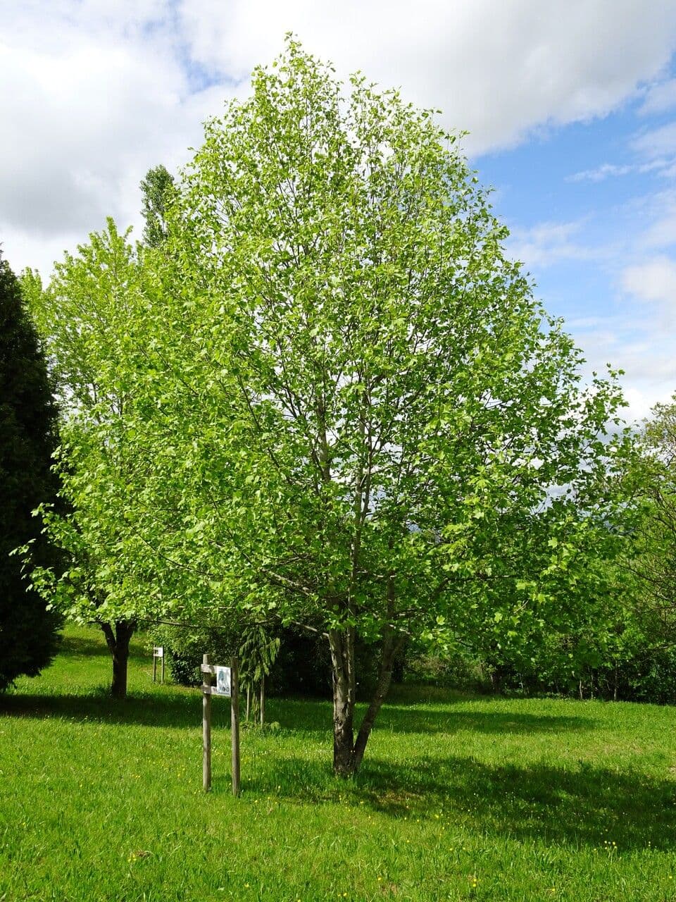 Tulip-poplar 15