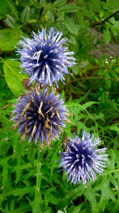 Globe thistle 15
