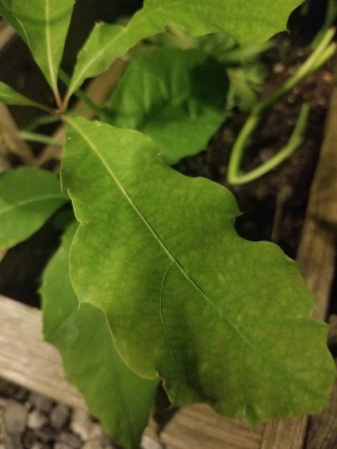 Swamp white oak 12