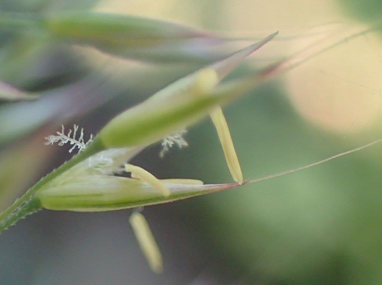 Needle grass 4