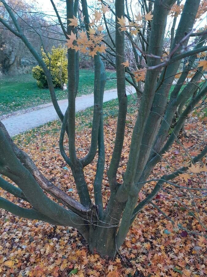 Japanese Maple 25