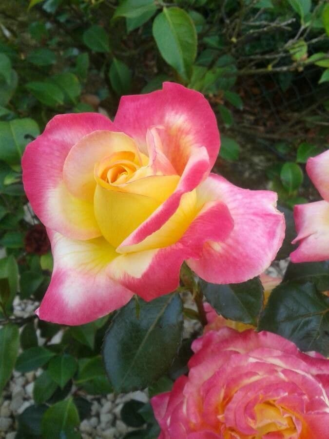 Bengal rose 9