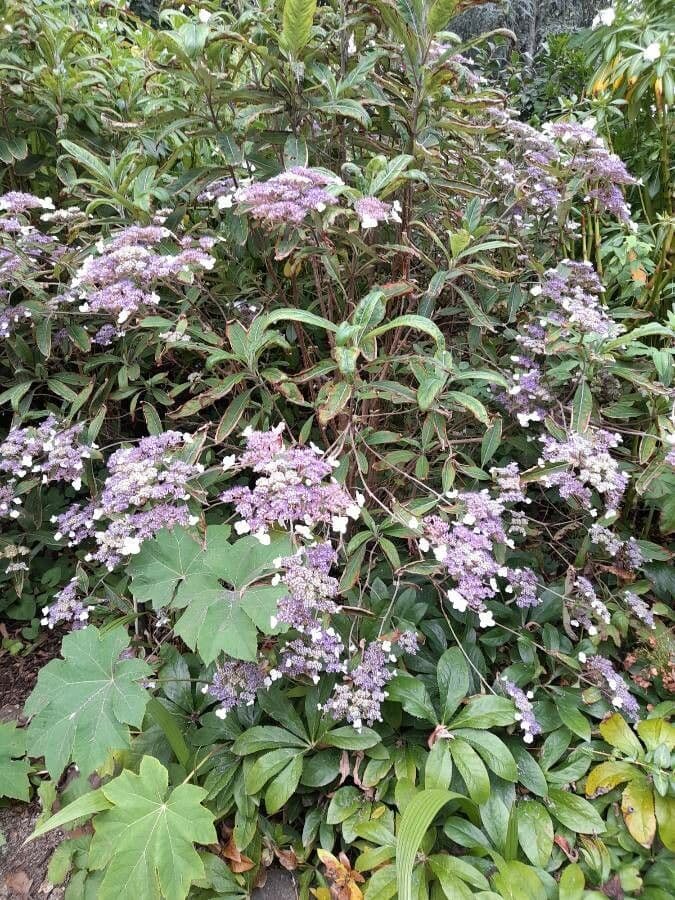 Rough-leaf hydrangea 7
