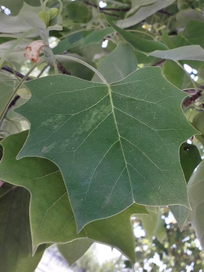 Tulip-poplar 20