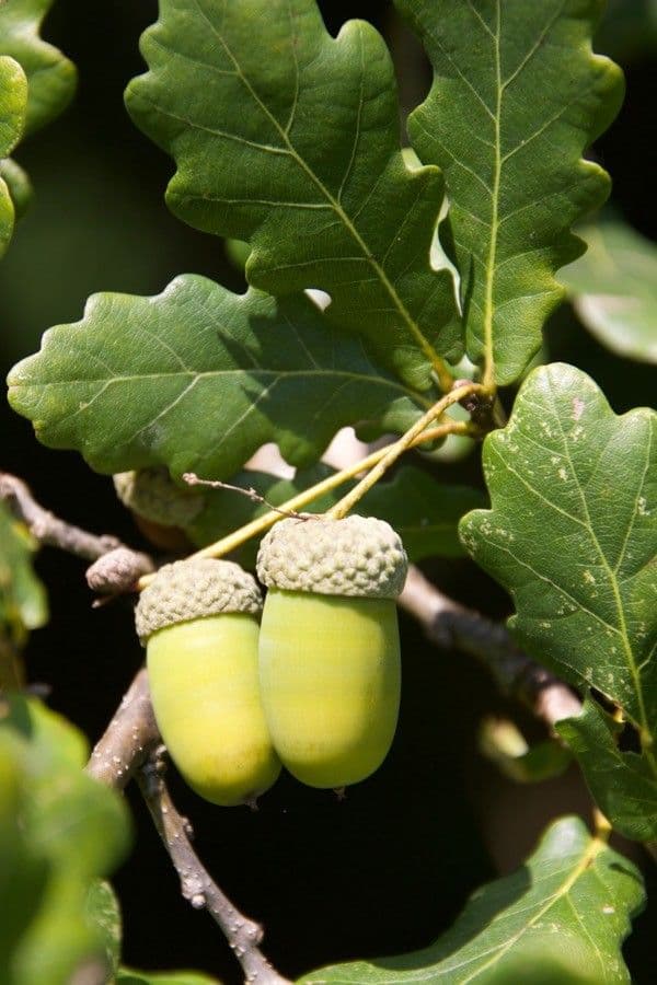 Pedunculate oak 2