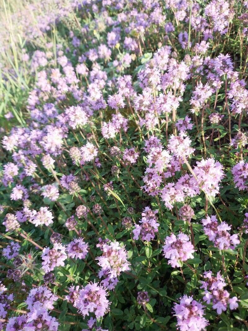 Long-stemmed thyme 7