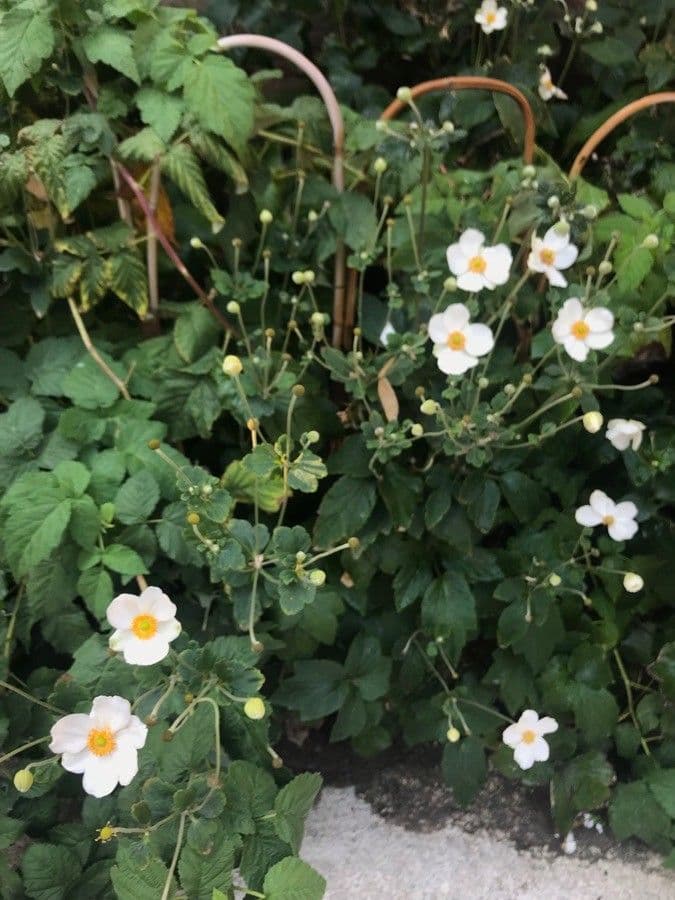 Tree-anomone 4