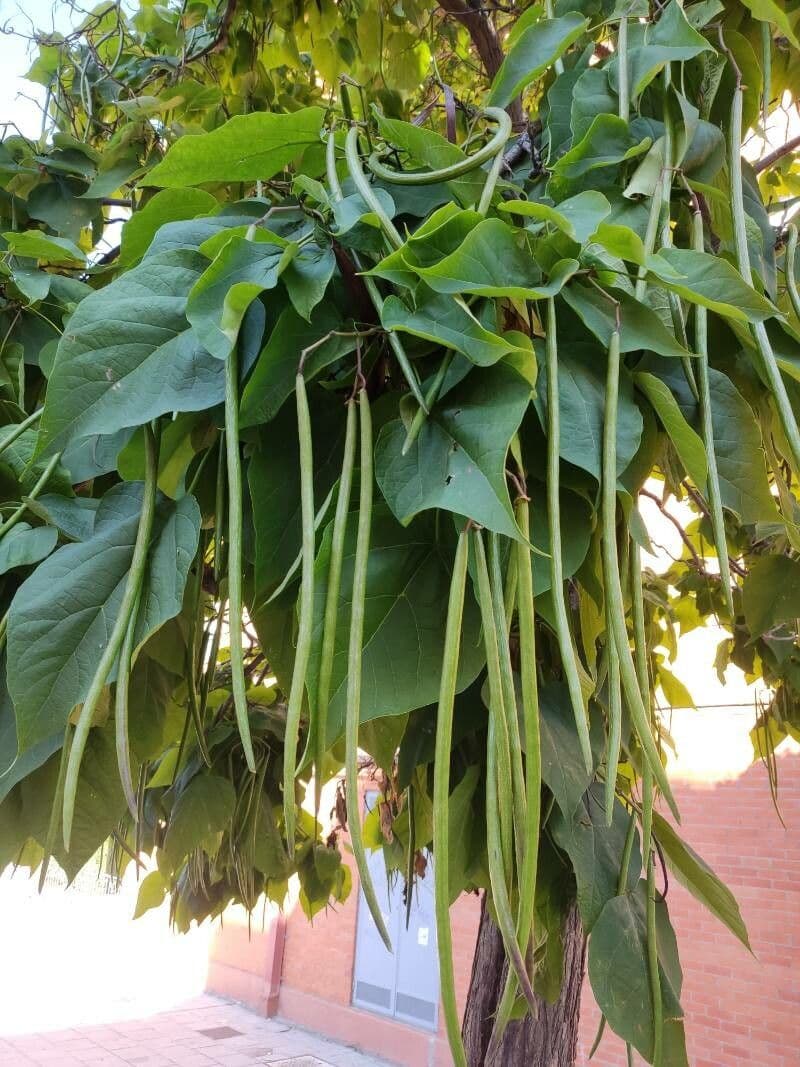Chinese catalpa 5