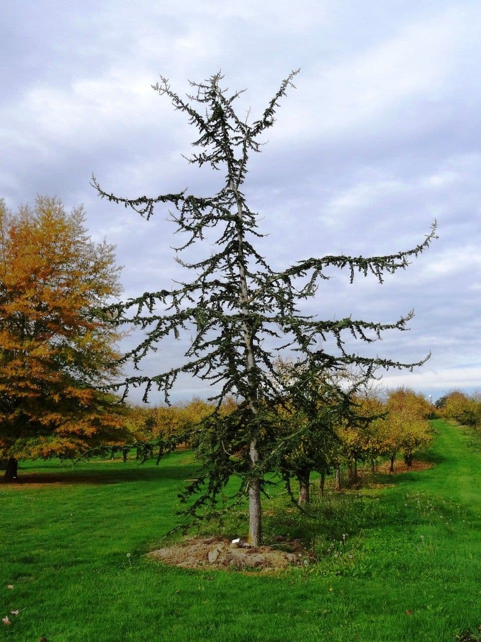 Cedar of lebanon 11