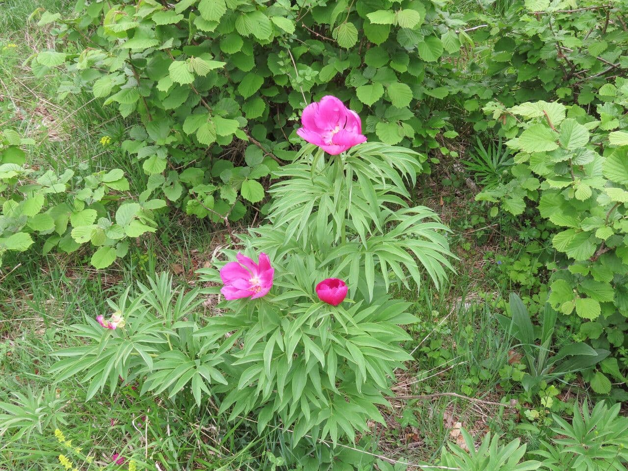 Common peony 12