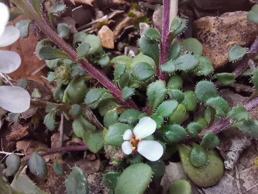 Pruit's candytuft 14