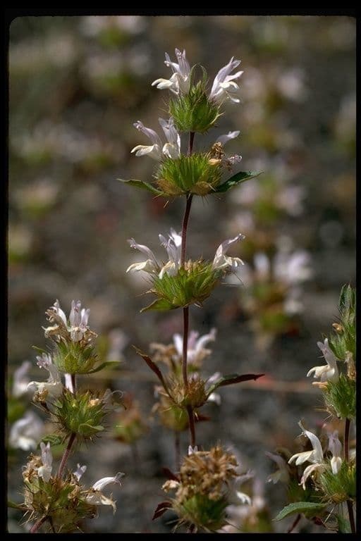 Santa clara thorn-mint