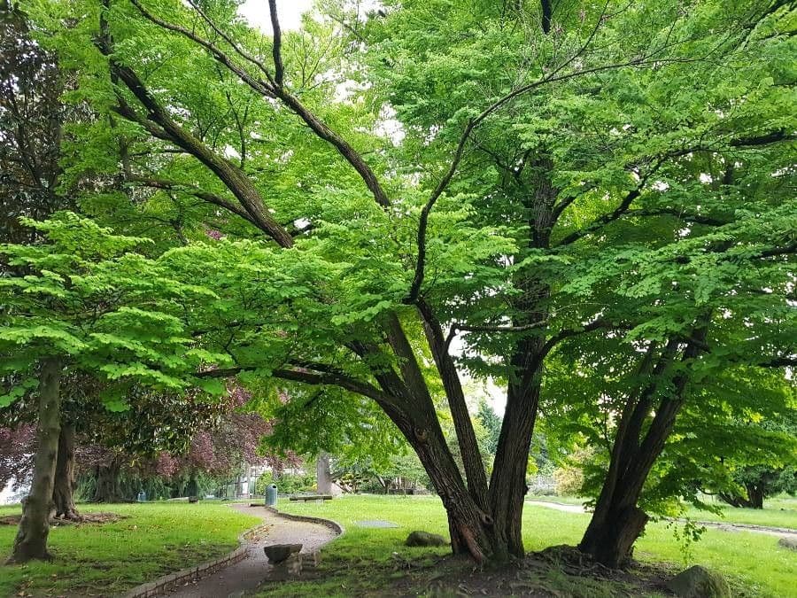 Katsura tree