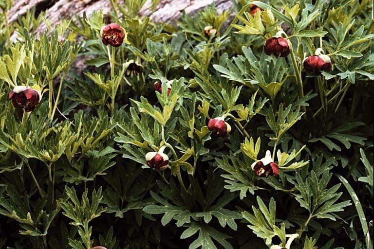 California peony