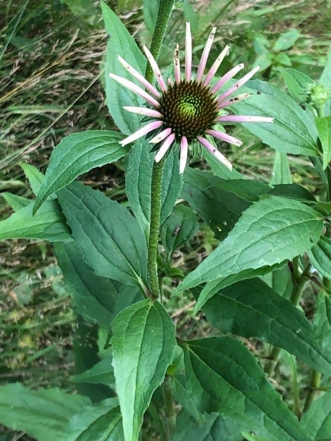 Pale echinacea 3