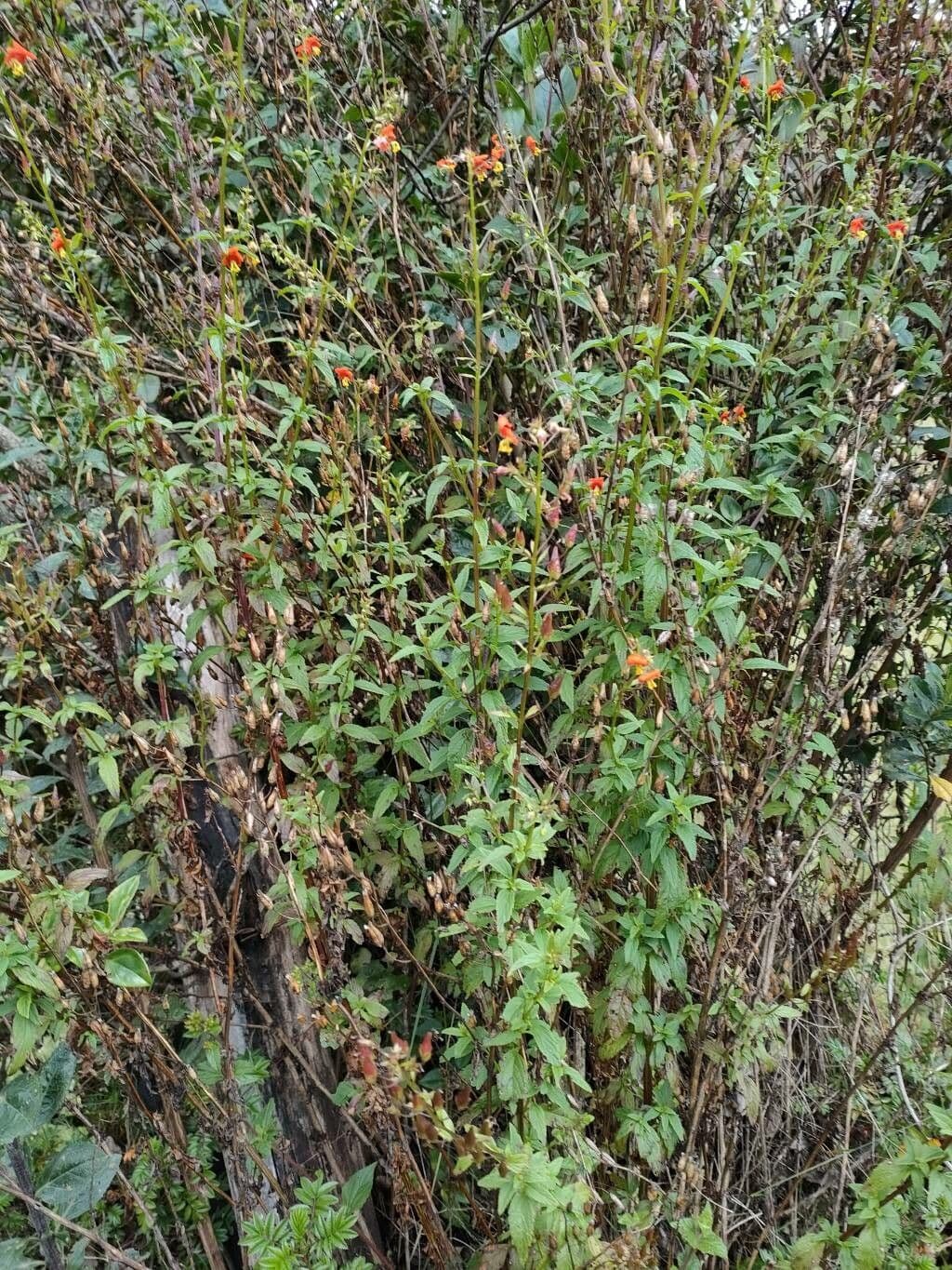 Maskflower