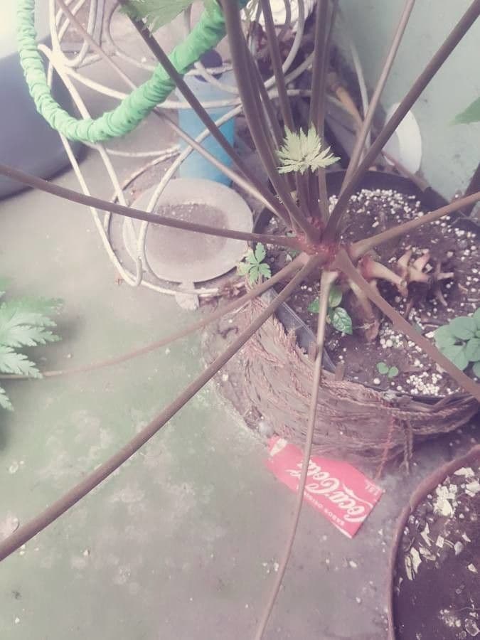 Giant herb-robert 20