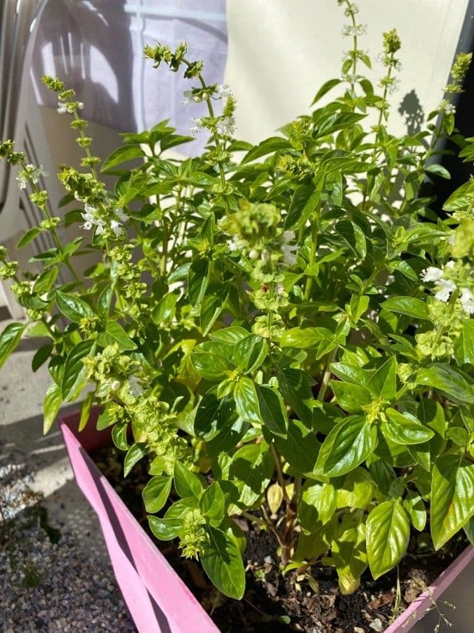 Basil 14
