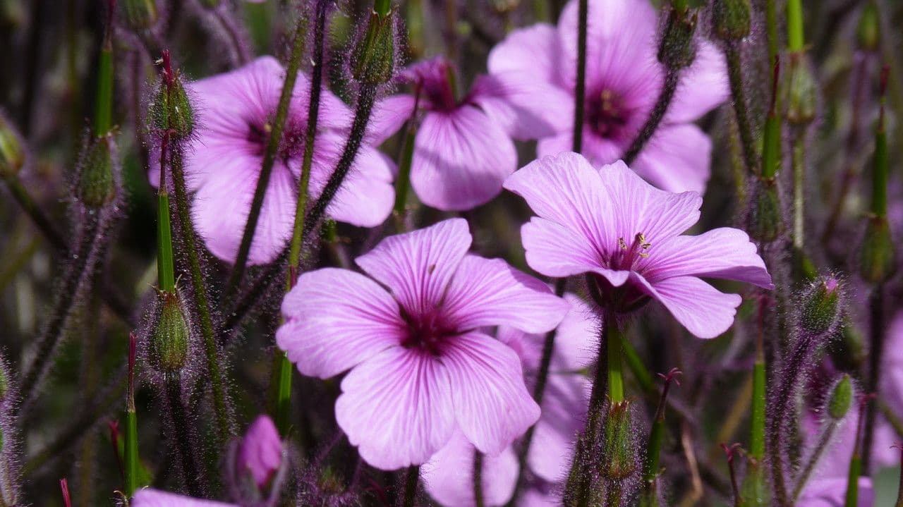 Giant herb-robert 14
