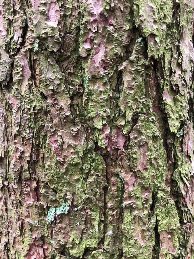 Northern pitch pine 21