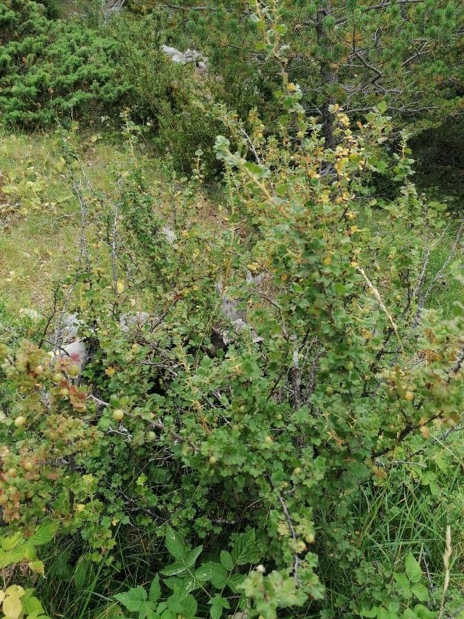 European Gooseberry 11