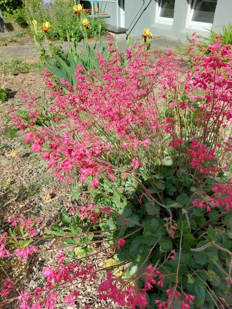 Coralbells 5
