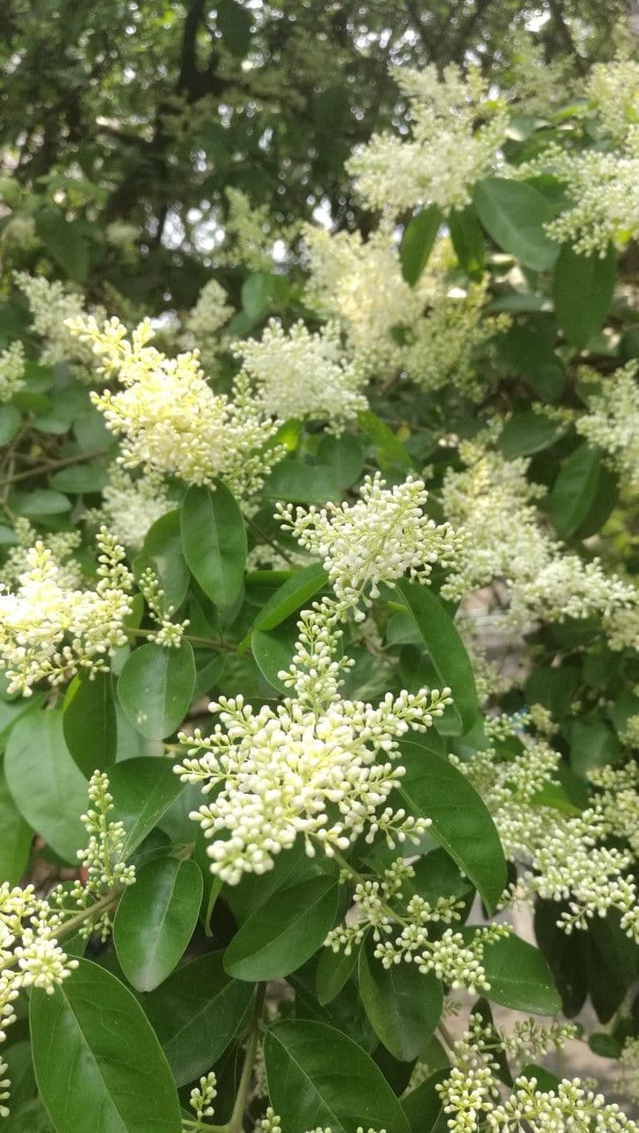 Waxyleaf privet 4