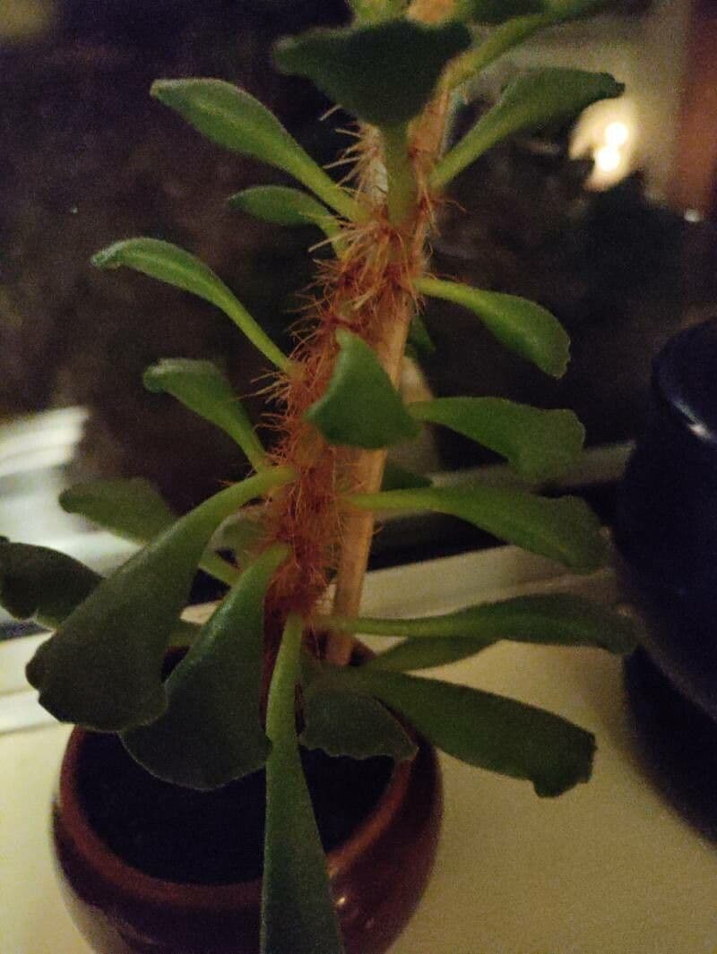Crassula 17