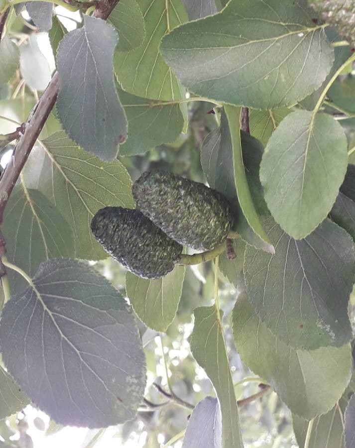 Italian alder 4