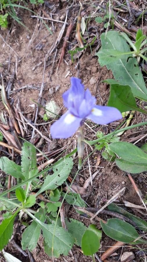 Algerian iris 12