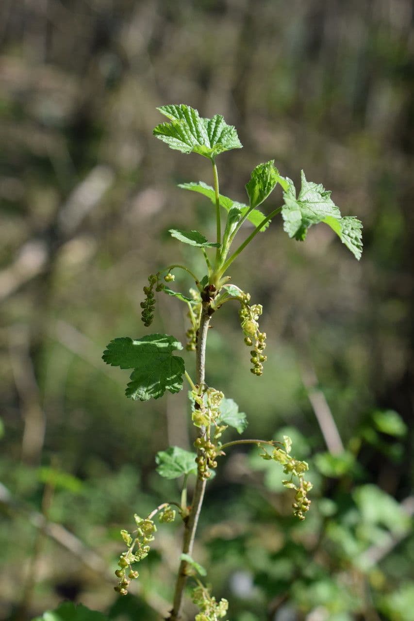 Garden currant 28
