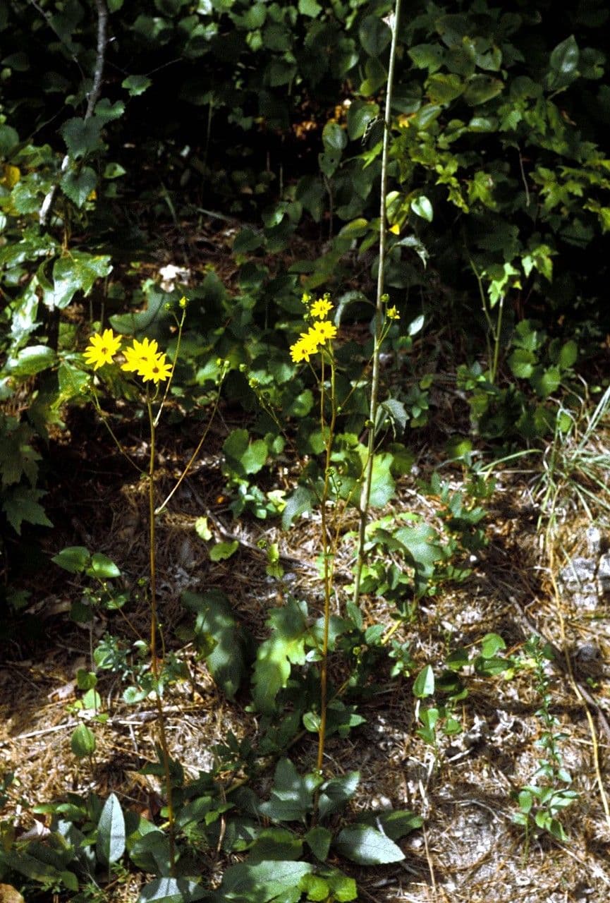 Dark-eyed sunflower 7