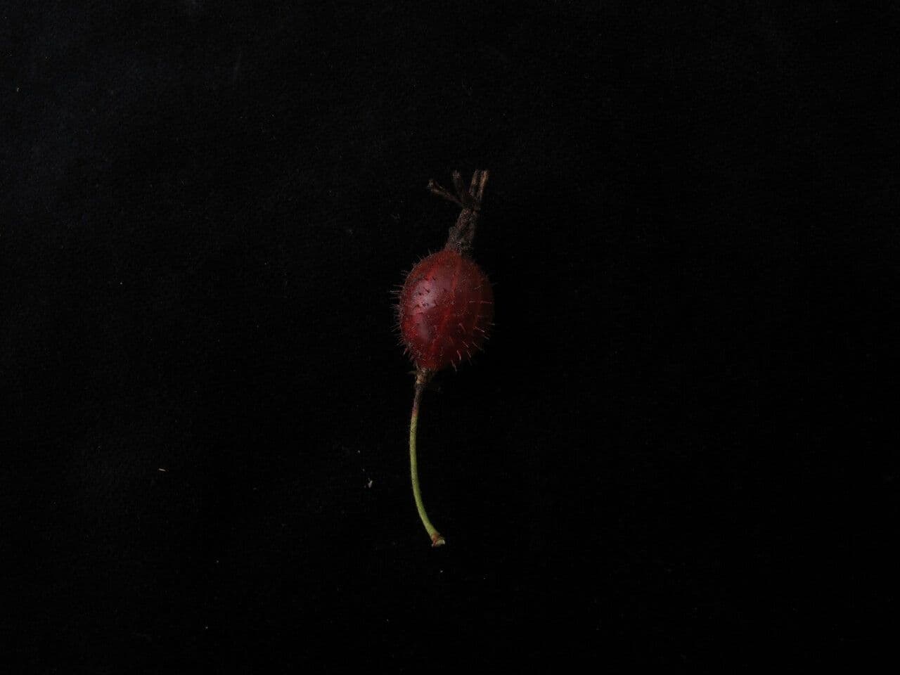Alpine Currant 7