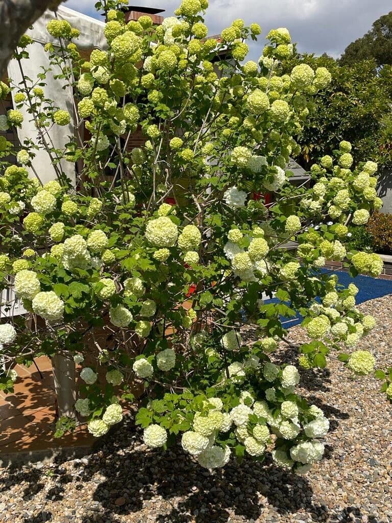 Chinese snowball 7