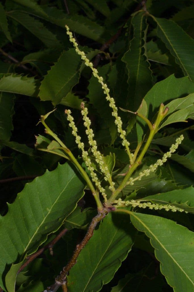 American chestnut 6