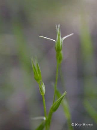 Shining starwort