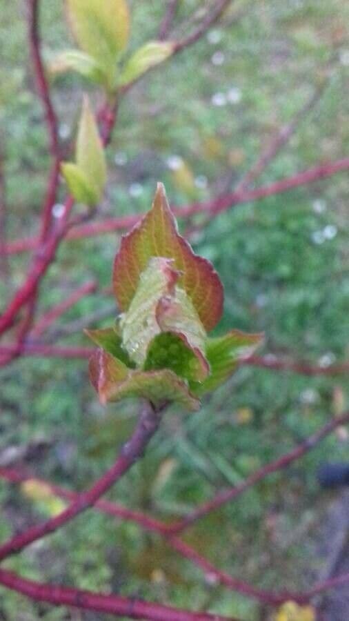 Red-osier dogwood 28