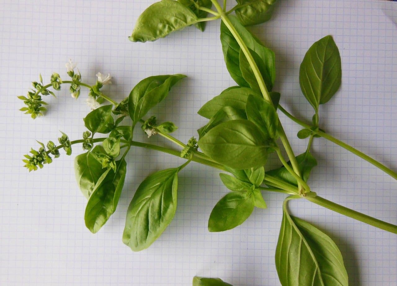 Basil 26