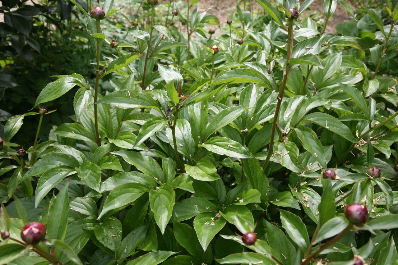 Common garden peony 14