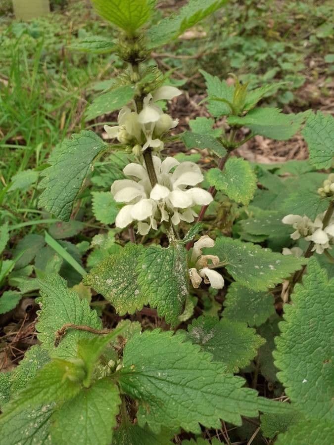 Deadnettle 3