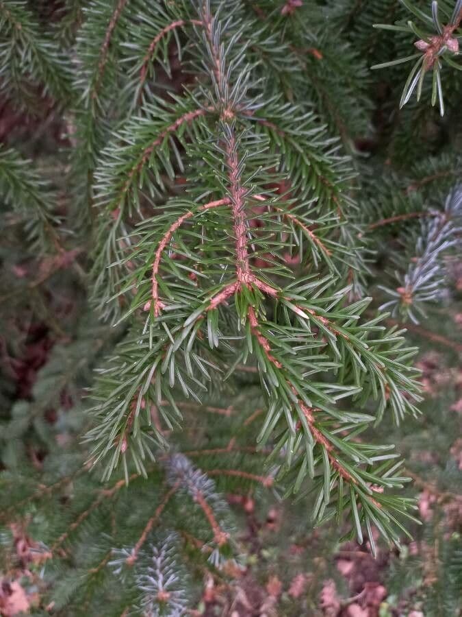 Serbian spruce 20