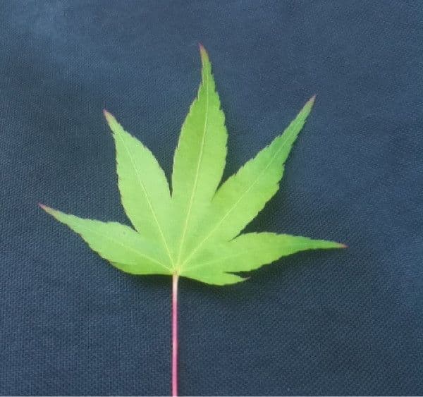 Japanese Maple 28