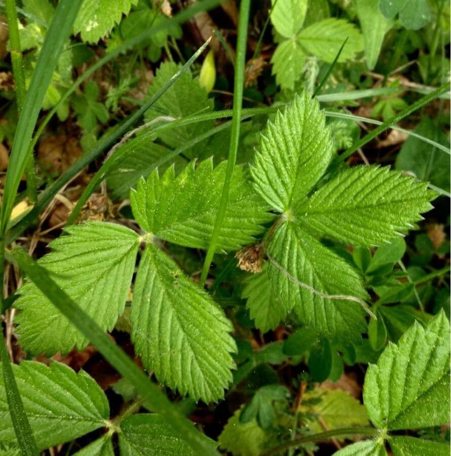 Alpine strawberry 18
